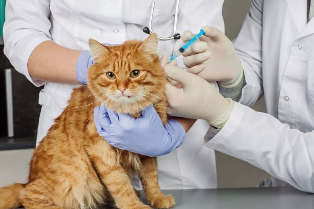 Vaccination schedule for dogs and cats