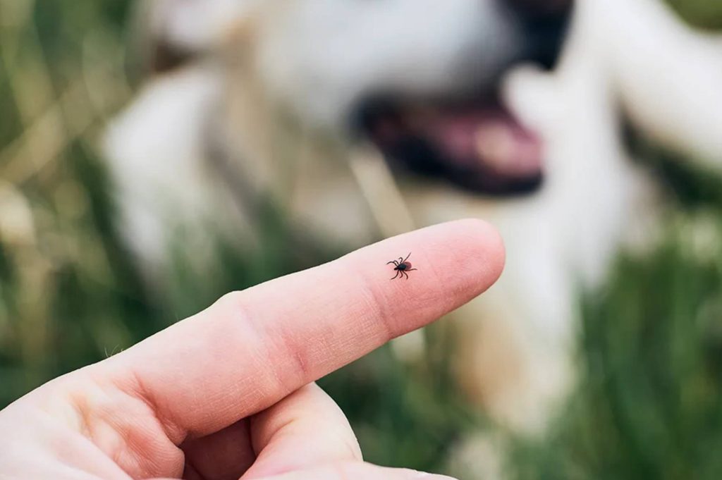 Preventing Parasitic Diseases in Dogs and Cats | A Complete Guide to Protecting Pets