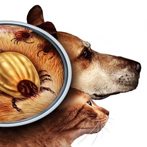 Preventing Parasitic Diseases in Dogs and Cats | A Complete Guide to Protecting Pets