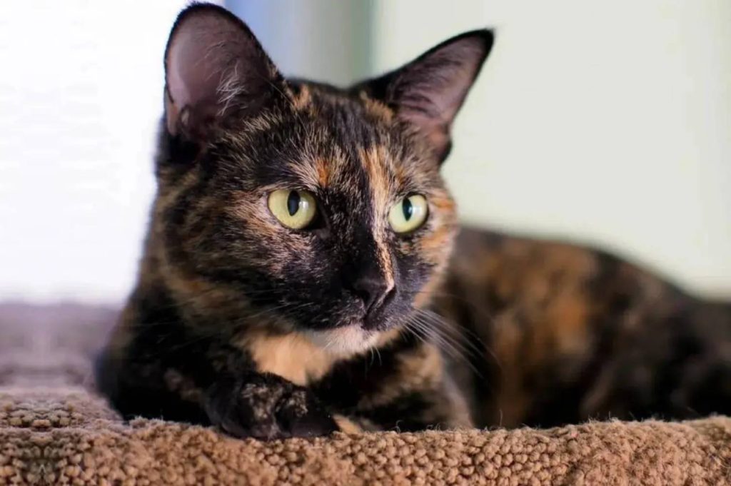 آیا همه گربه‌های لاک‌پشتی ماده هستند؟